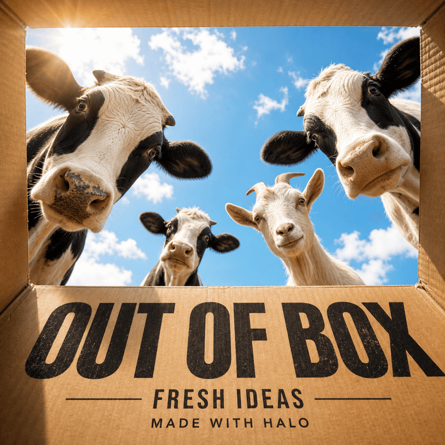 Out of Box campaign poster